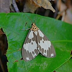 Nyctemera carissima