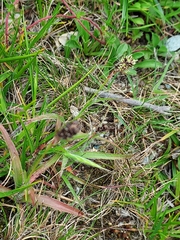 Luzula taiwaniana