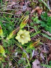 Gentiana kaohsiungensis
