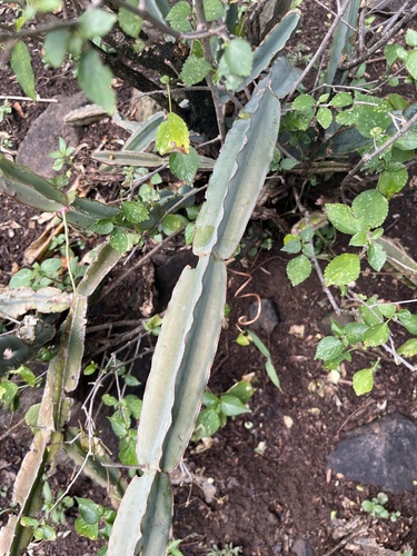 Cissus quadrangularis