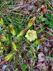 Gentiana kaohsiungensis
