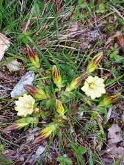 Gentiana kaohsiungensis
