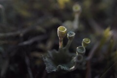 Cladonia carneola