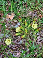 Gentiana kaohsiungensis