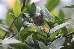 Arhopala