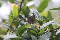 Arhopala
