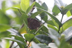 Arhopala