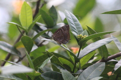 Arhopala