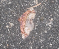 Eugnathia pulcherrima