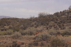 Larrea tridentata