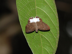 Tagiades ultra