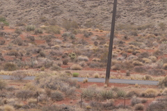 Larrea tridentata