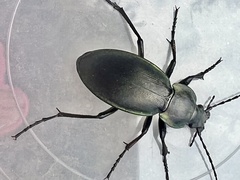 Carabus rothii
