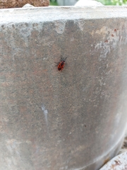 Pyrrhocoris apterus