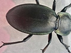 Carabus rothii