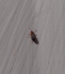 Notoxus murinipennis