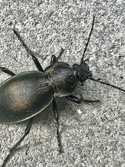 Carabus rothii
