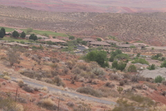 Larrea tridentata