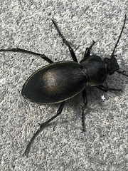 Carabus rothii