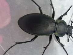 Carabus rothii