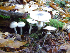 Agaricus moelleri