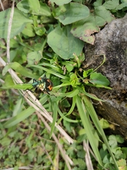 Poecilocoris druraei