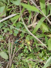 Poecilocoris druraei