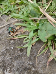 Poecilocoris druraei
