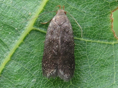 Anacampsis