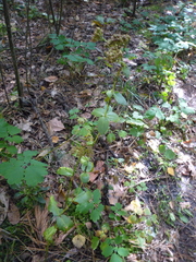 Hylotelephium maximum maximum