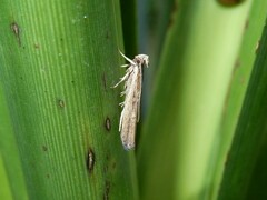 Helcystogramma phryganitis