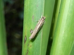 Helcystogramma phryganitis