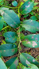 Phyllosticta vaccinii