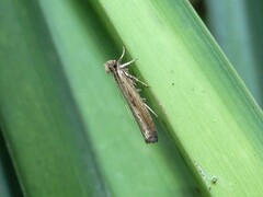 Helcystogramma phryganitis