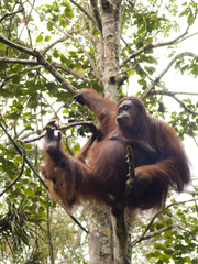 Pongo pygmaeus pygmaeus
