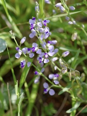 Hebecarpa barbeyana