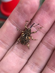 Ectatorhinus adamsii