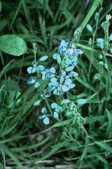 Hebecarpa barbeyana