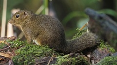 Sundasciurus everetti