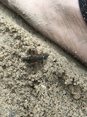 Staphylinus caesareus