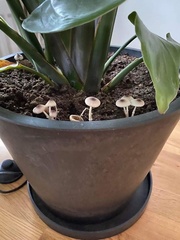 Fungi