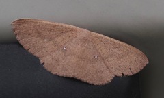Perixera absconditaria