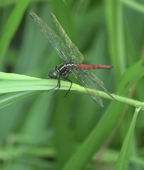 Onychothemis abnormis
