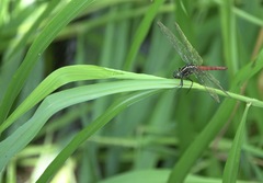 Onychothemis abnormis