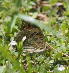Junonia orithya