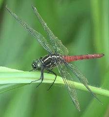 Onychothemis abnormis