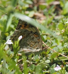 Junonia orithya