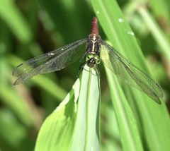 Onychothemis abnormis