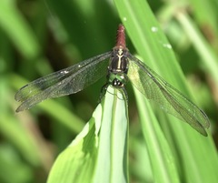 Onychothemis abnormis