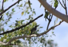 Philemon argenticeps